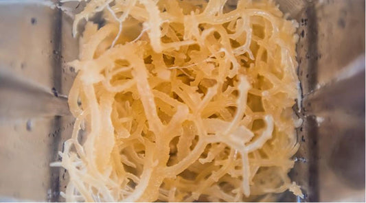Sea Moss by the pound